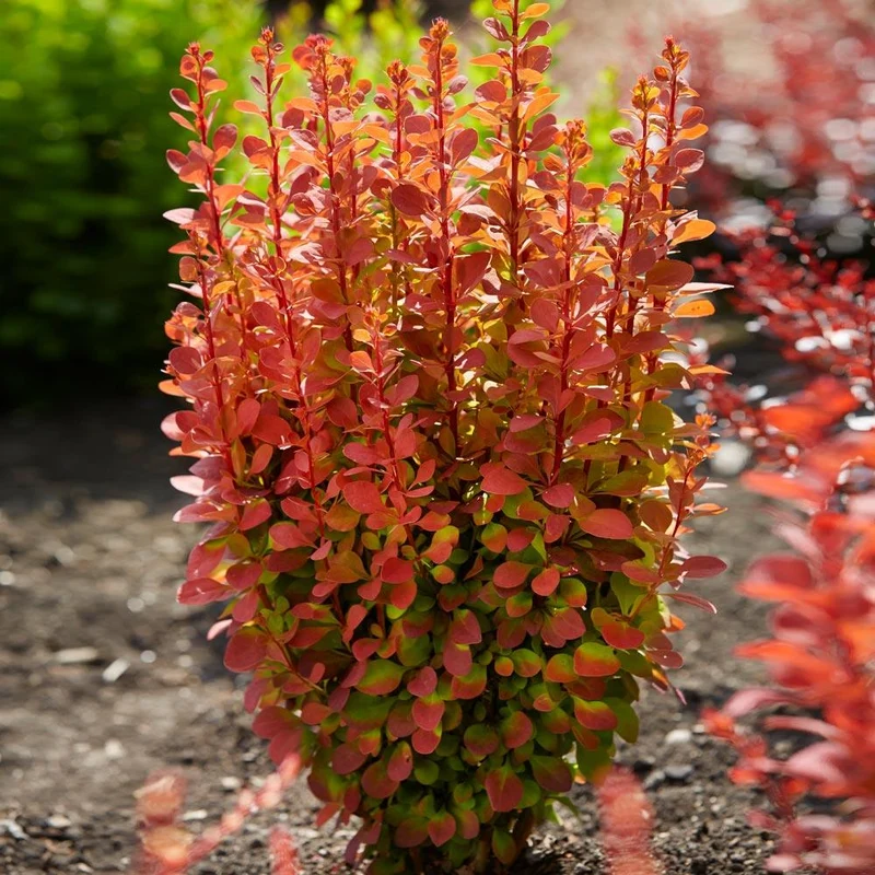 Southern Living® Orange Rocket Barberry Shrub