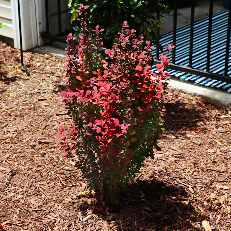 Southern Living® Orange Rocket Barberry Shrub