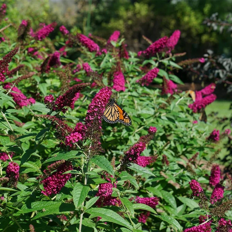Proven Winners® Miss Molly Butterfly Bush