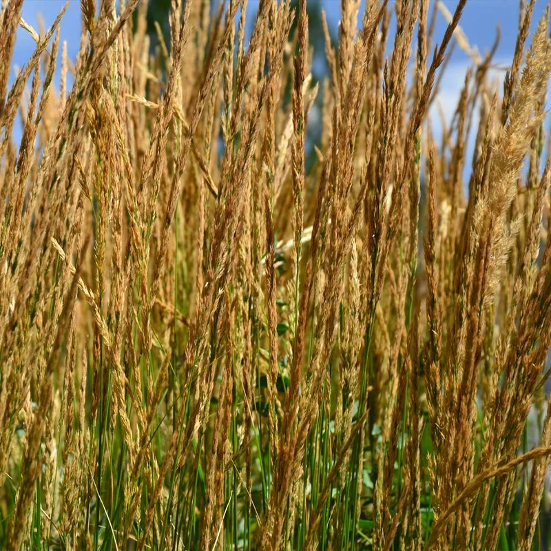 Karl Foerster Grass