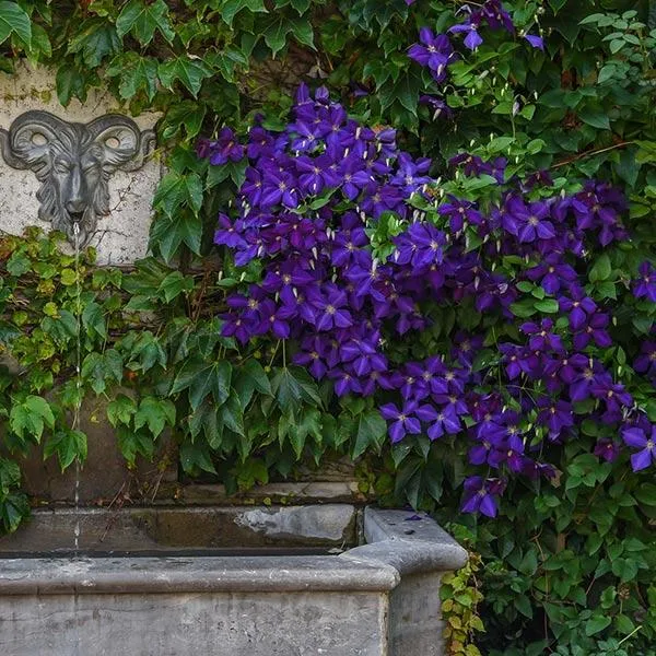 Jackmanii Clematis Vine