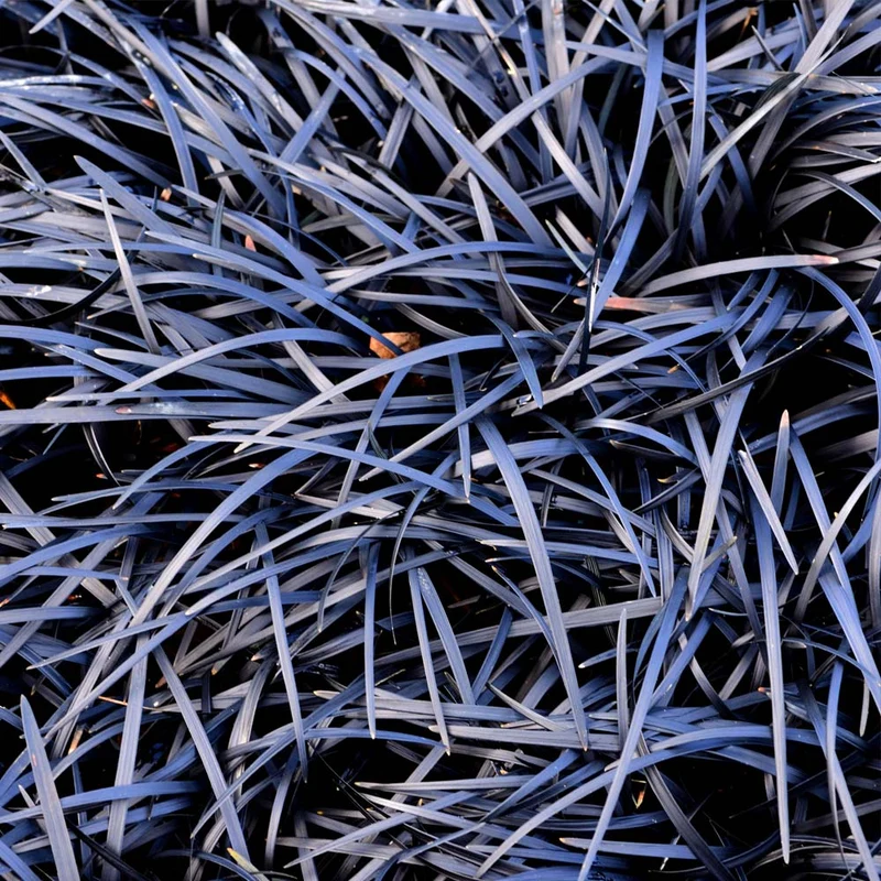 Black Mondo Grass