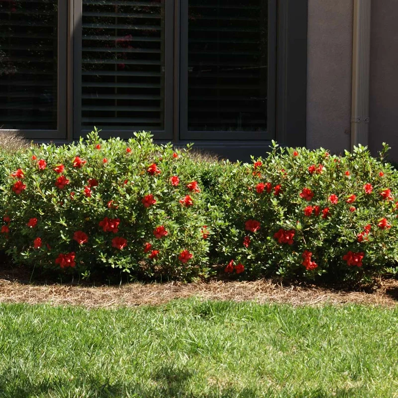 Autumn Fire® Encore® Azalea Shrub