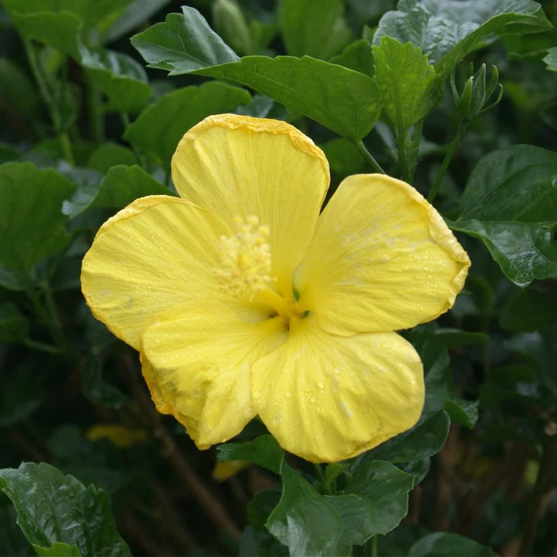 Yellow Tropical Hibiscus Tree