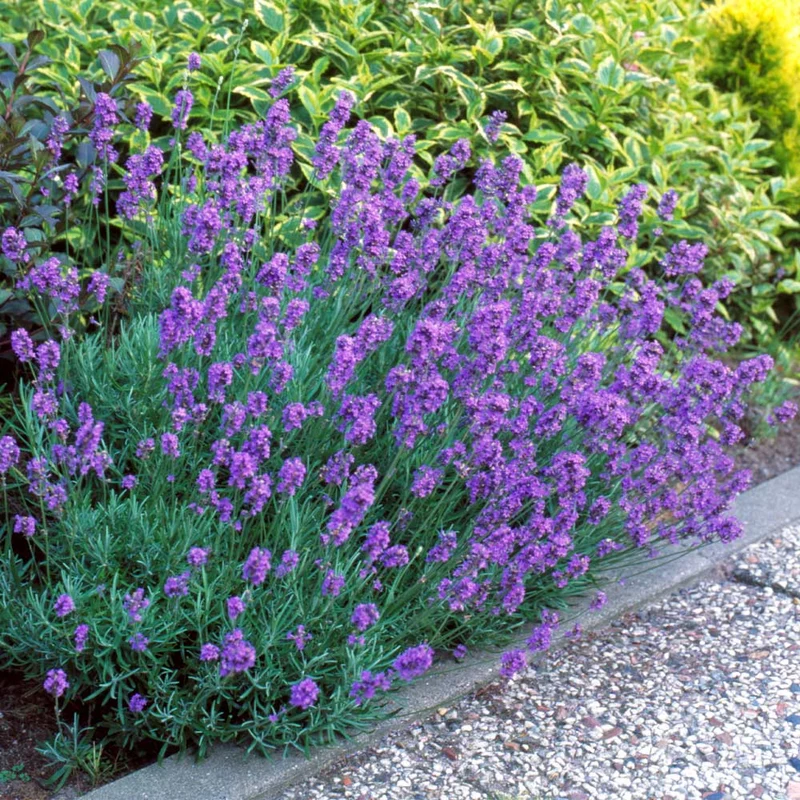 Hidcote Purple Lavender Plant