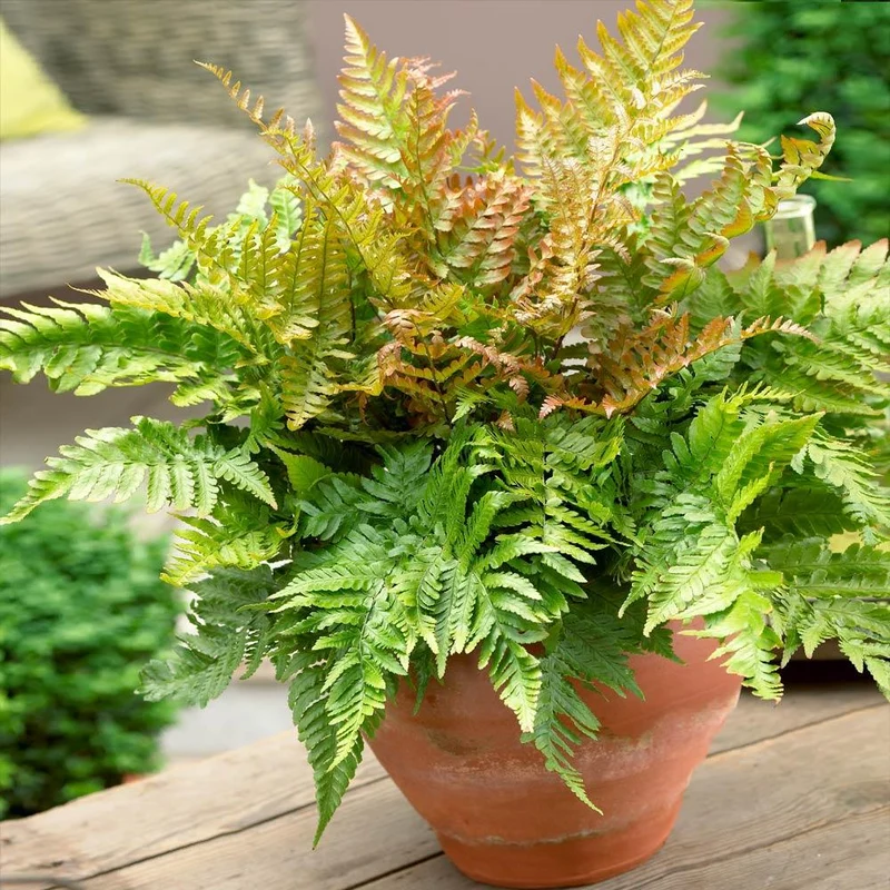 Brilliance Autumn Fern Plant