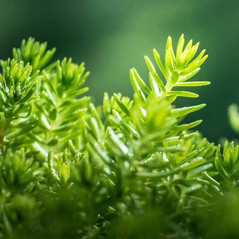 Angelina Sedum Plant