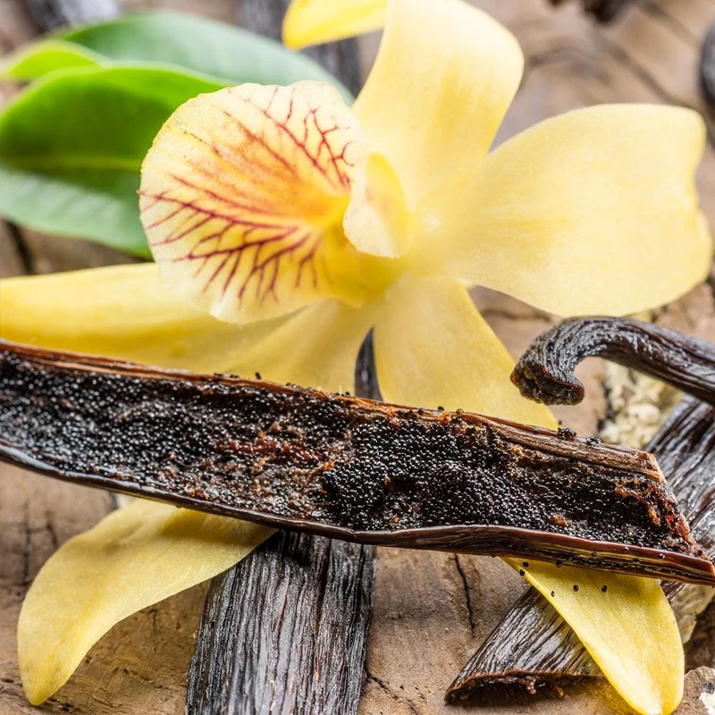 Vanilla Bean Plant