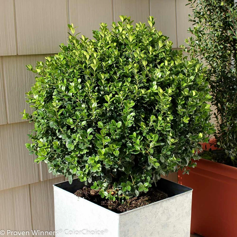 Proven Winners® Sprinter® Boxwood Shrub