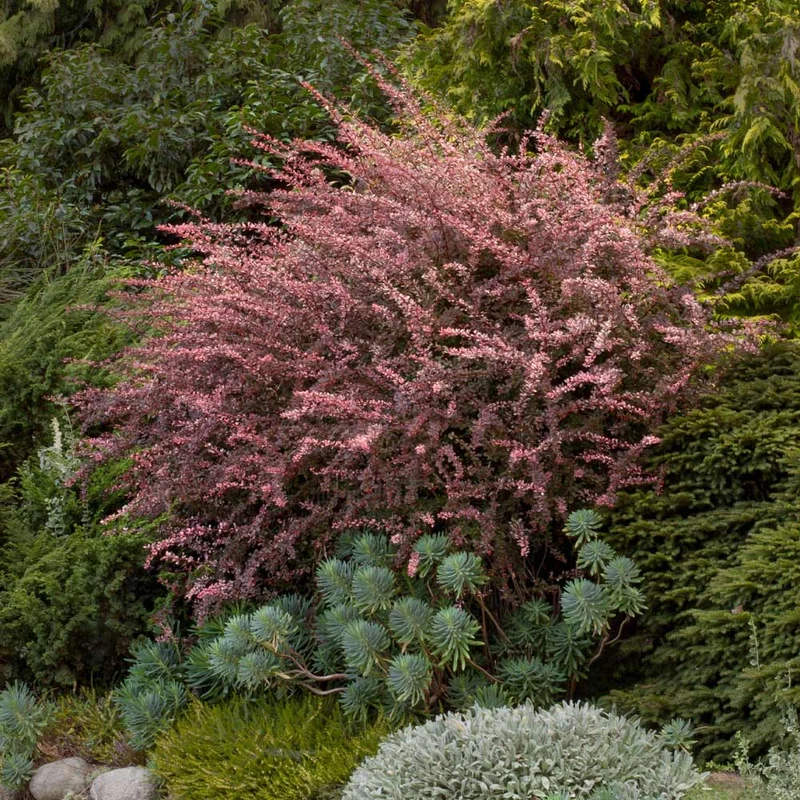 Rose Glow Barberry Shrub