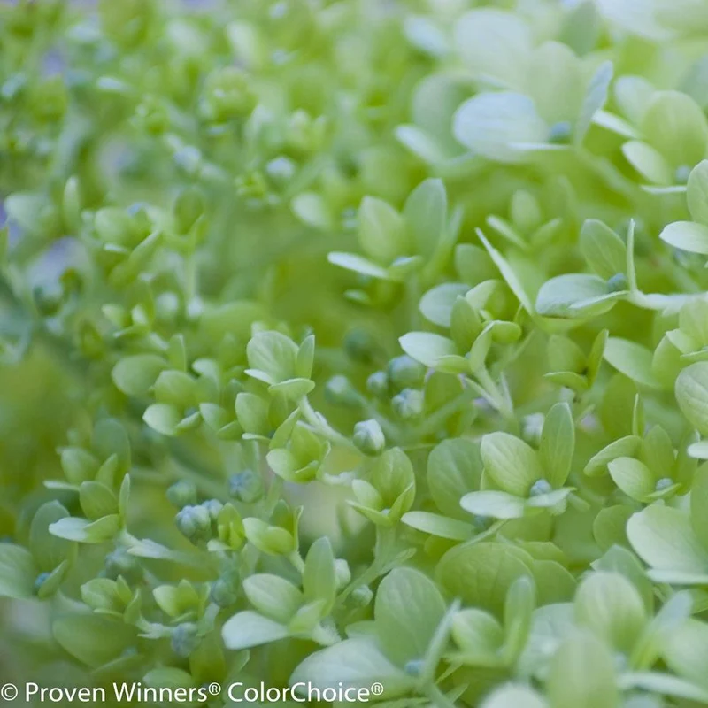 Proven Winners® Little Lime® Hydrangea Tree