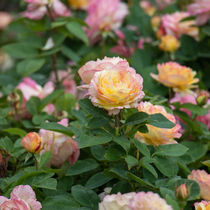Marc Chagall™ Rose