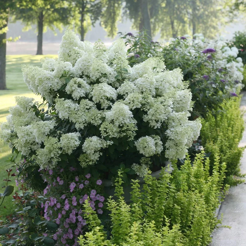 Proven Winners® Bobo® Hydrangea Shrub