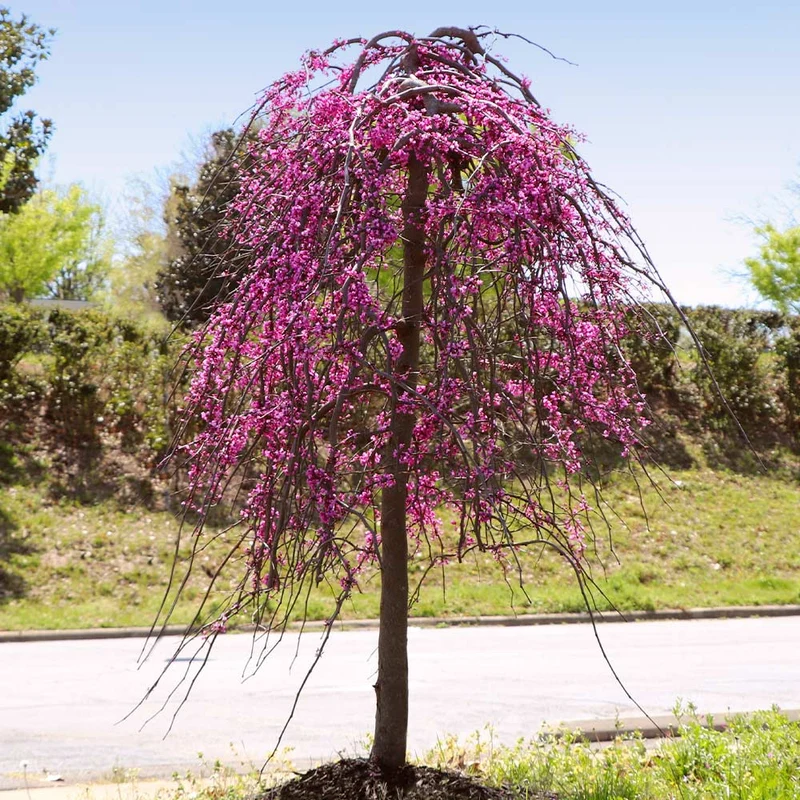 Bloomables® Golden Falls® Redbud Tree