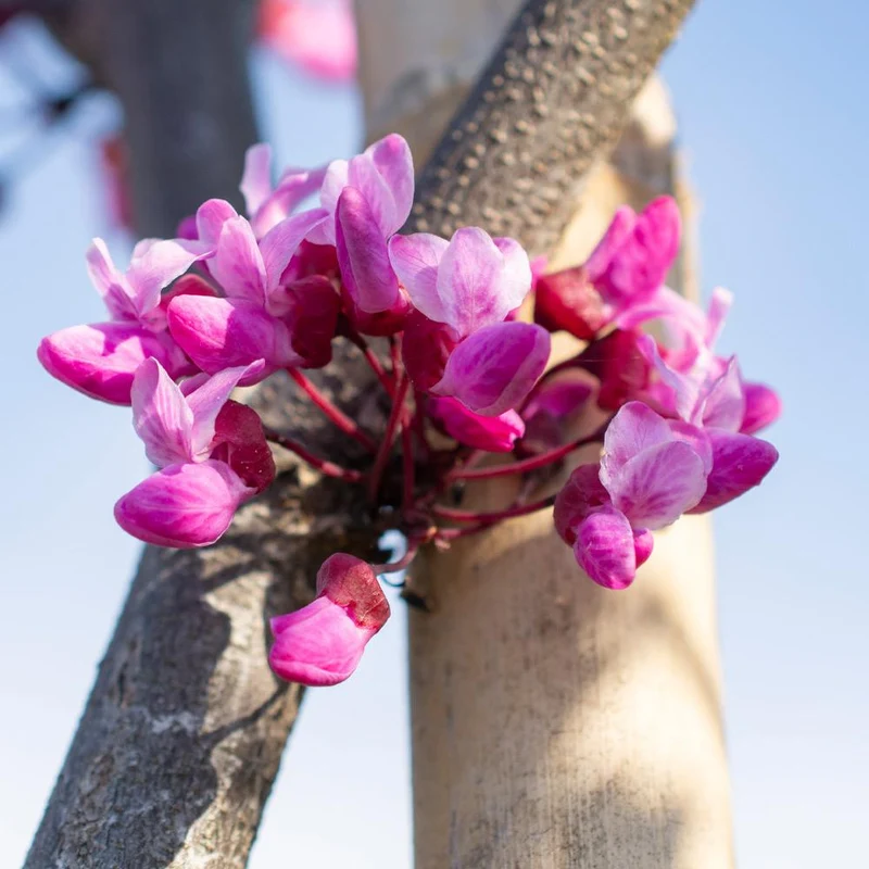 Bloomables® Flame Thrower® Redbud Tree