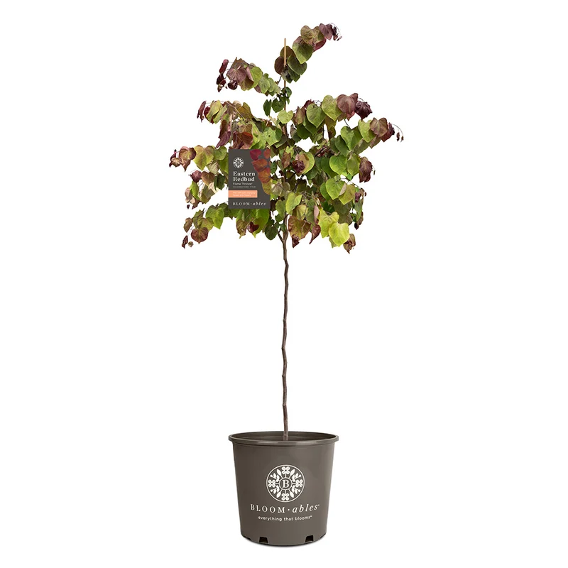 Bloomables® Flame Thrower® Redbud Tree