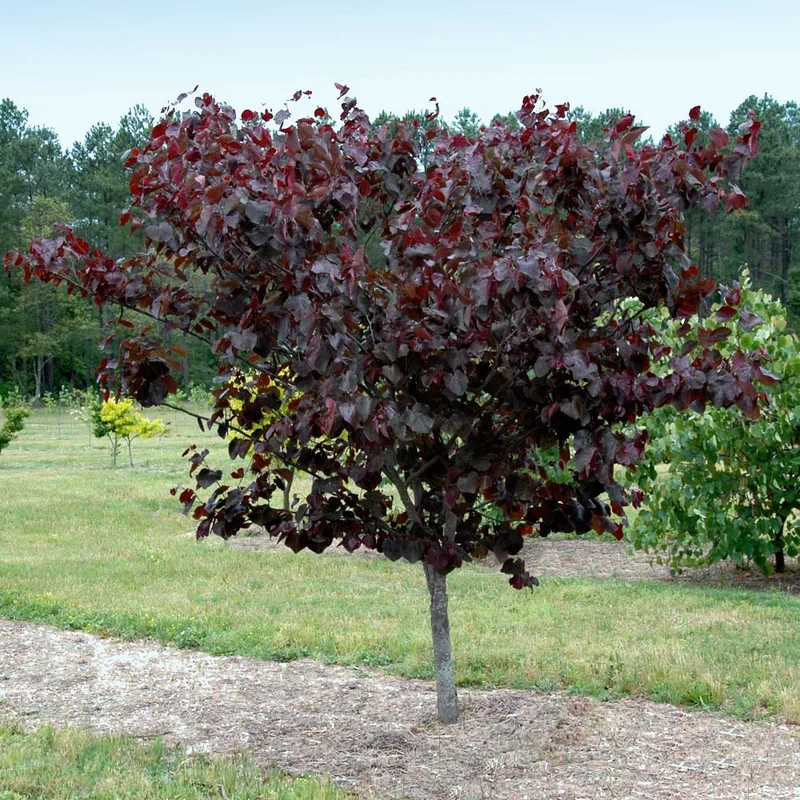 Merlot Redbud Tree