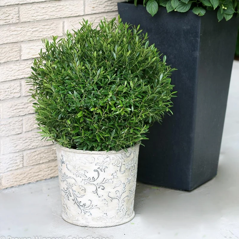 Proven Winners® Gem Box® Holly Shrub