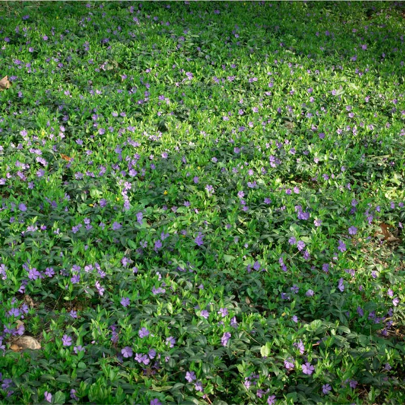 Vinca Minor Periwinkle Vine