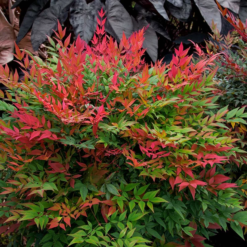 Southern Living® Obsession™ Nandina Shrub