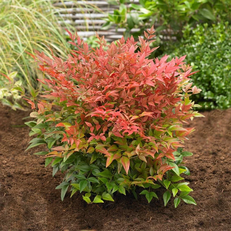 Southern Living® Obsession™ Nandina Shrub