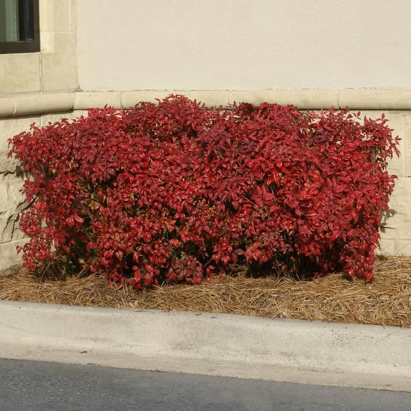 Southern Living® Obsession™ Nandina Shrub