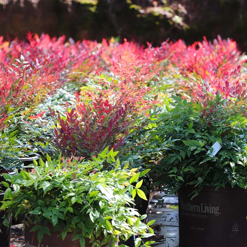Southern Living® Obsession™ Nandina Shrub