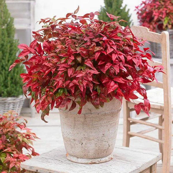 Southern Living® Blush Pink™ Nandina Shrub