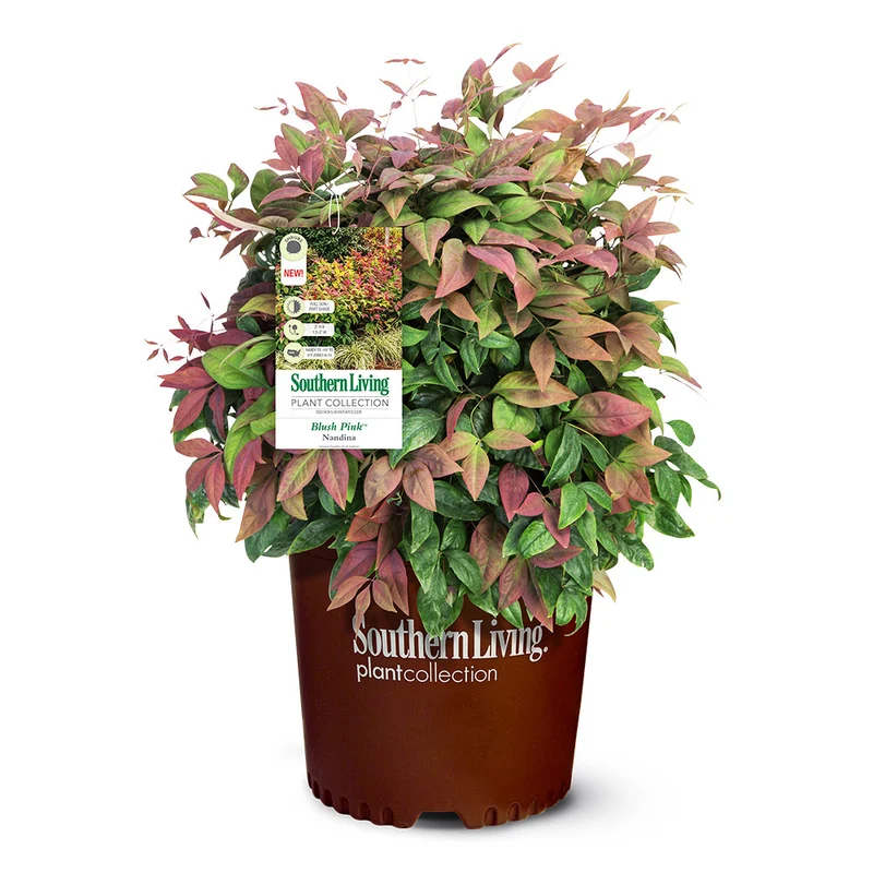 Southern Living® Blush Pink™ Nandina Shrub
