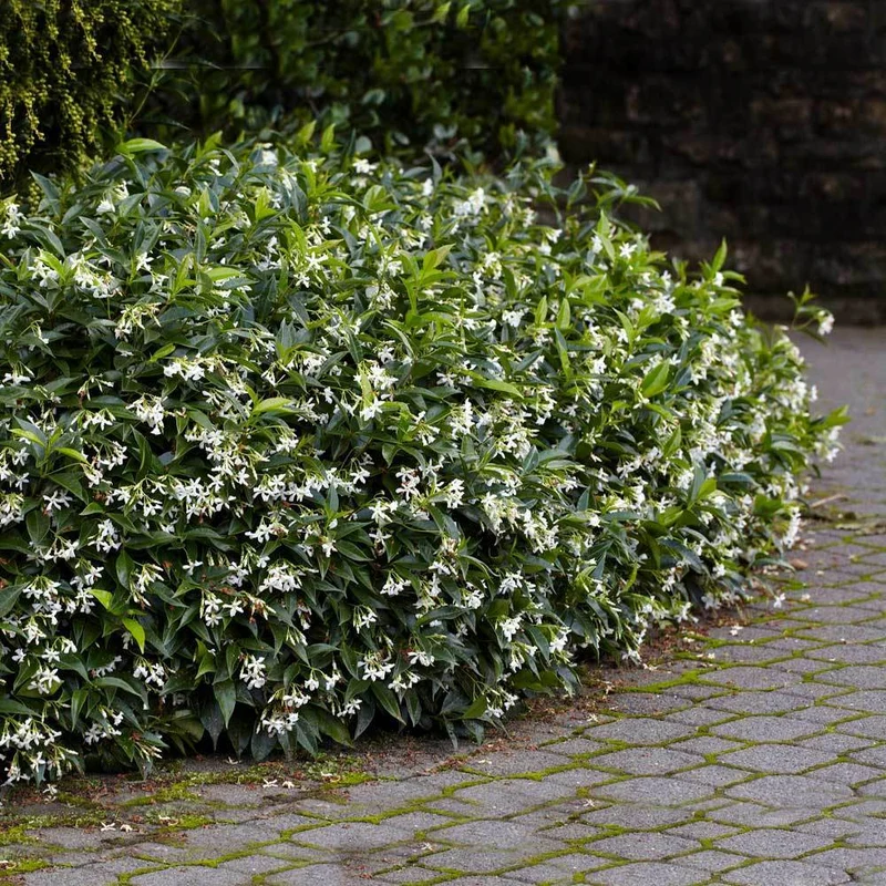 Star Jasmine Shrub
