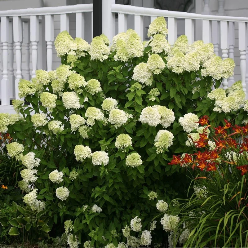 Proven Winners® Limelight Hydrangea Shrub