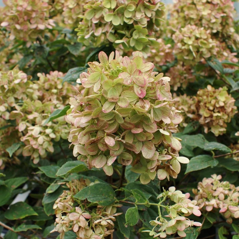 Proven Winners® Limelight Hydrangea Shrub