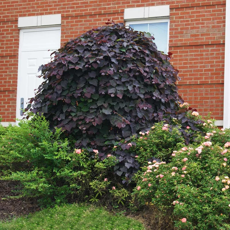 Ruby Falls Weeping Redbud Tree