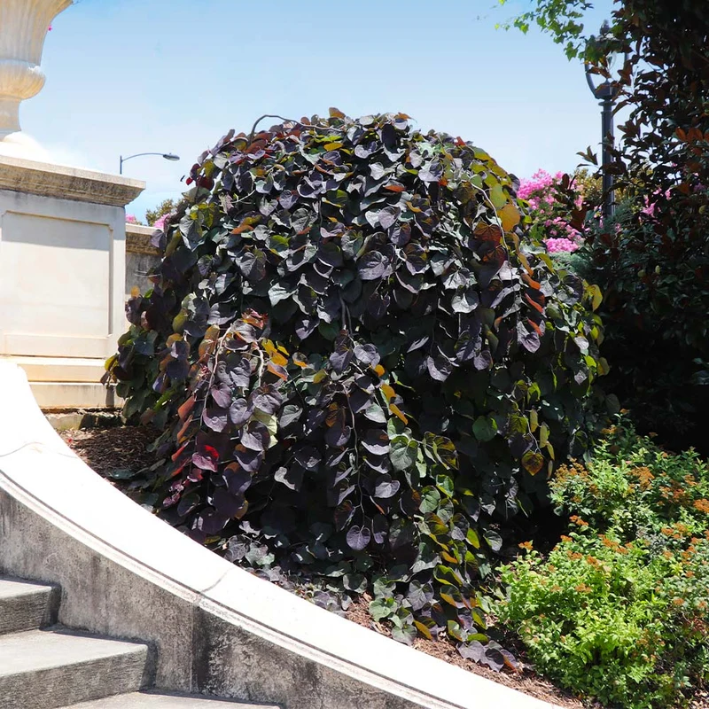 Ruby Falls Weeping Redbud Tree