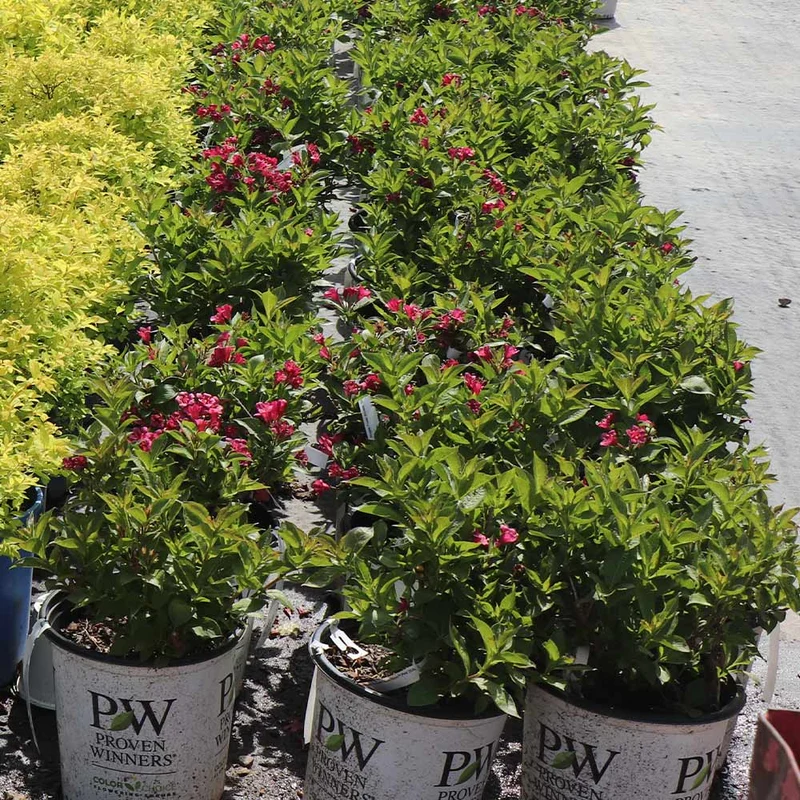 Proven Winners® Sonic Bloom® Weigela Shrub