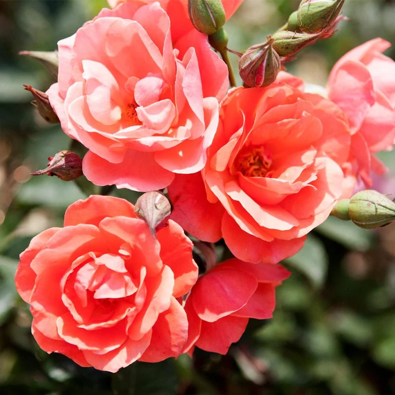 Coral Knock Out® Rose Shrub