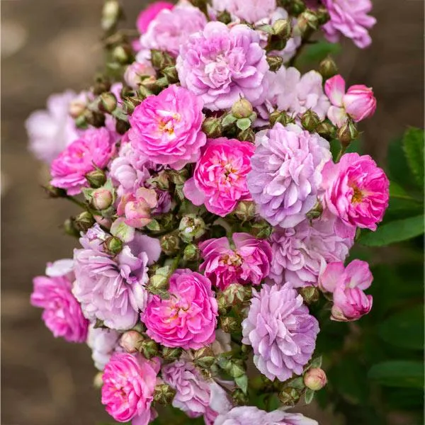 Bloomables® Pretty Polly® Lavender Rose