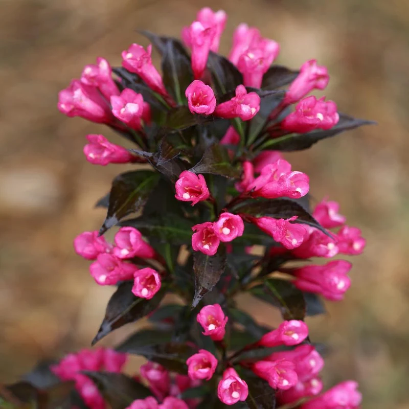 Proven Winners® Spilled Wine® Weigela Shrub