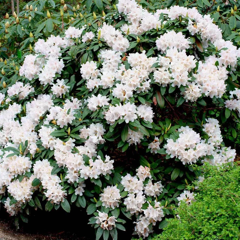 White Rhododendron
