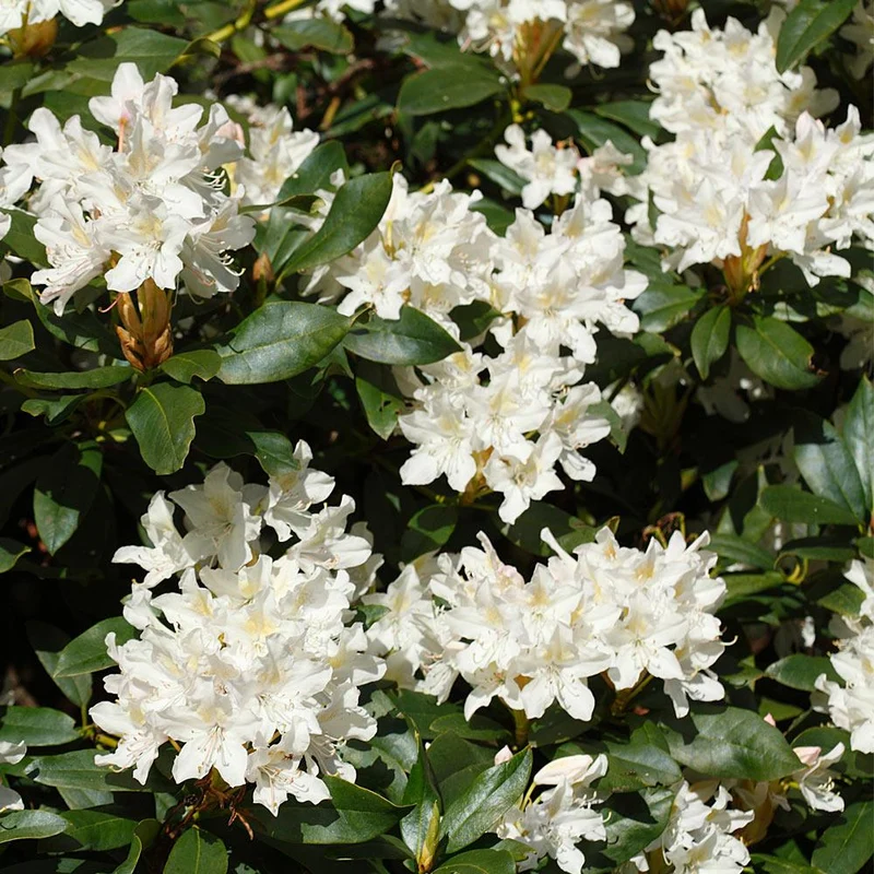 White Rhododendron