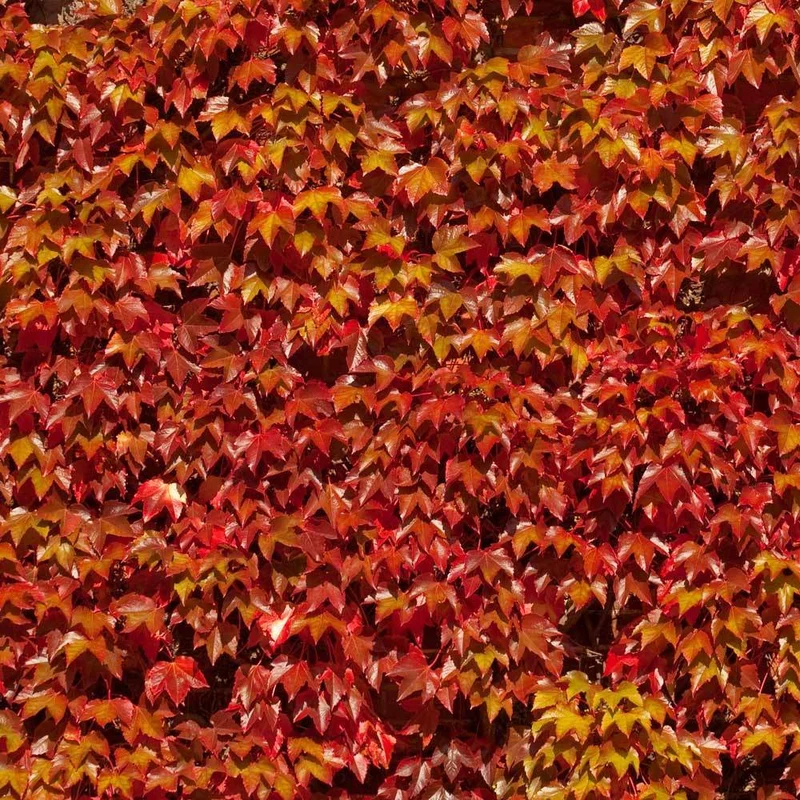 Boston Ivy Vine