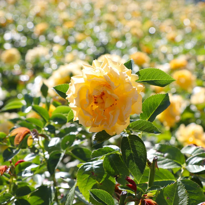 Julia Child Rose