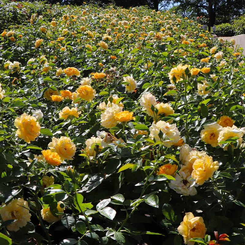 Julia Child Rose