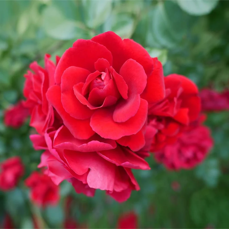 Don Juan Climbing Rose Shrub