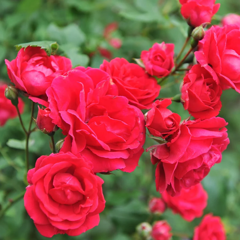 Blaze Improved Climbing Rose Shrub