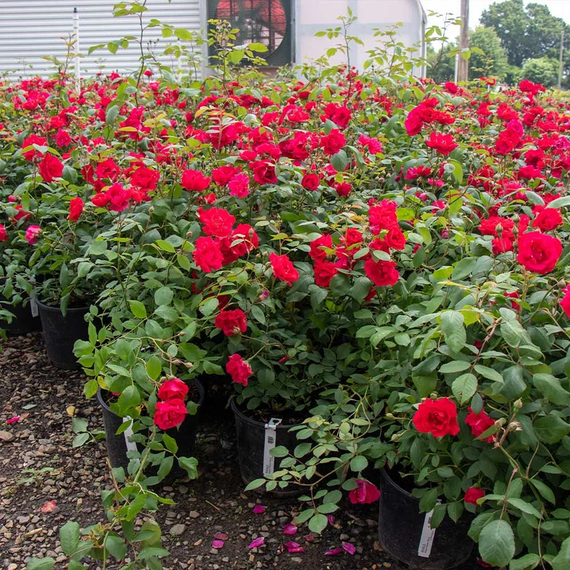 Blaze Improved Climbing Rose Shrub
