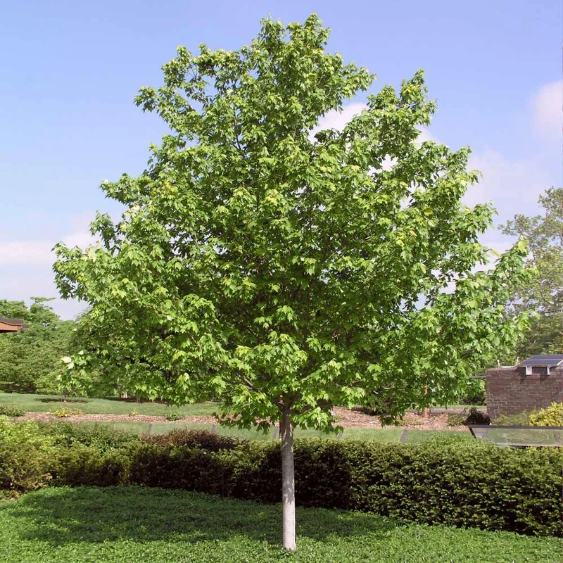 Red Sunset® Maple Tree