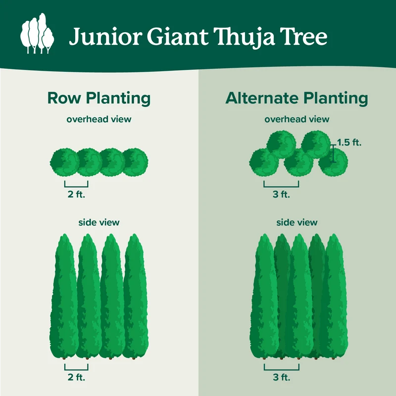 Junior Giant Thuja Tree