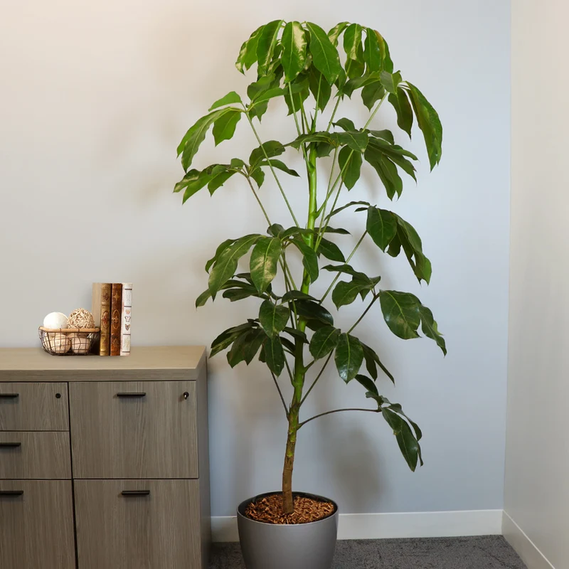 Umbrella Tree