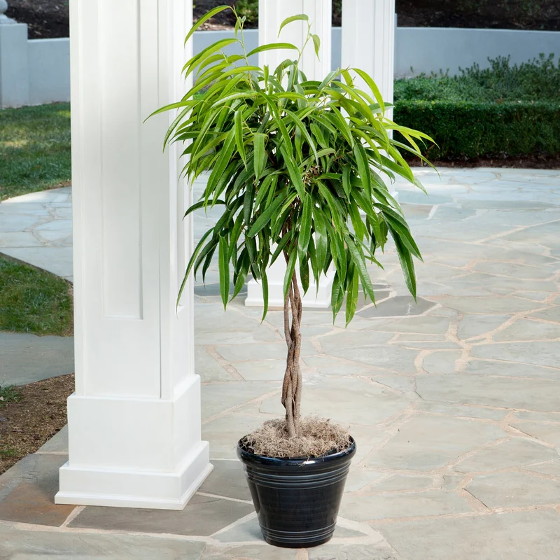 Ficus Alii Braid Plant